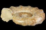 Jurassic Ammonite Fossil - Madagascar #118445-2
